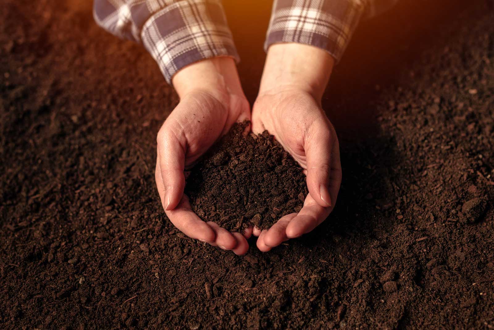 Hands scooping good dark soil